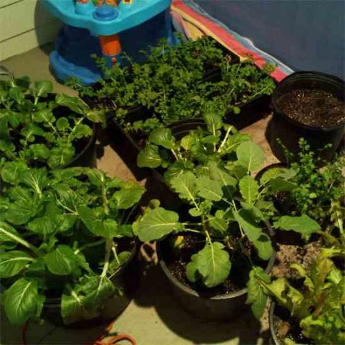 My Apartment Patio Greenhouse(ish) Project